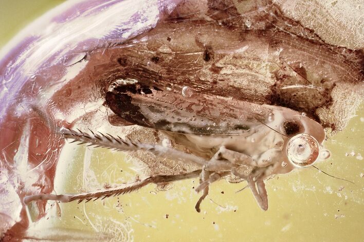 Detailed Fossil Leafhopper (Cicadellidae) In Baltic Amber #372620